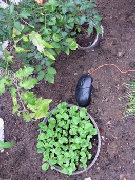 04 jardin biologique#2CC419