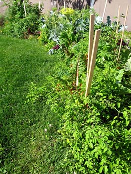 06 jardin biologique#2CC41B